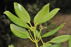 Cinnamomum wightii